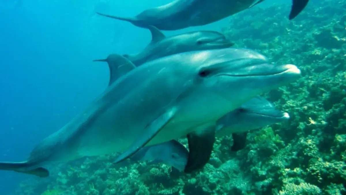 Dolphin