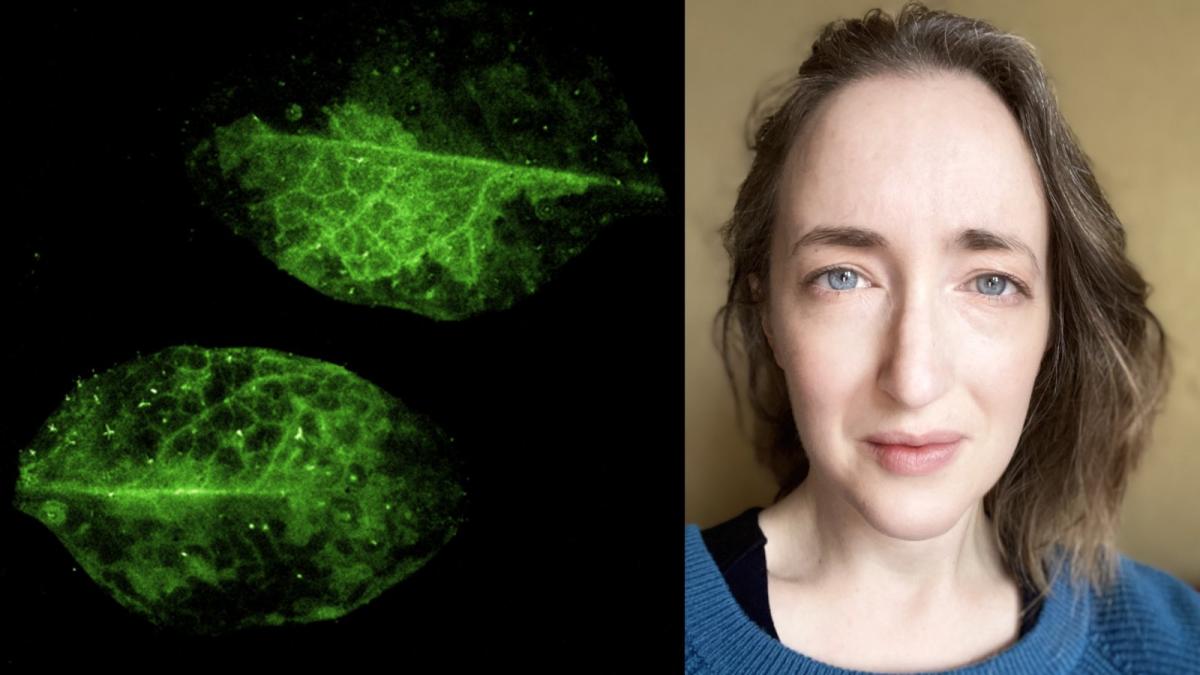 (Left) Calcium signalling in a harvested Arabidopsis plant shown by a GFP reporter, (Right) Lindsay Williams