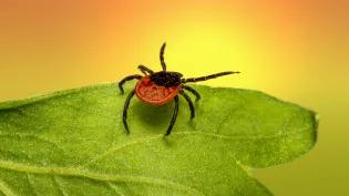 Institute of Immunology & Infection