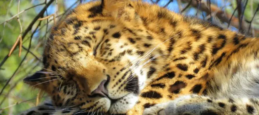 An image of a leopard 