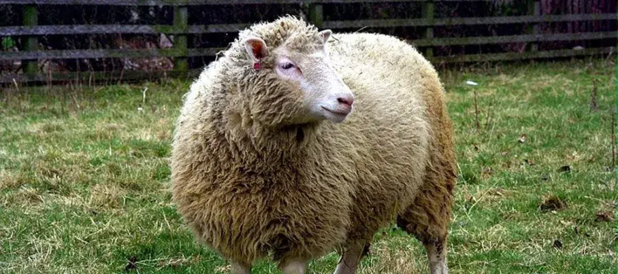 An image of dolly