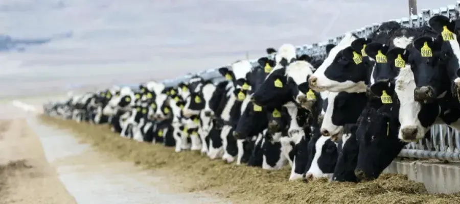 A picture of a herd of cows