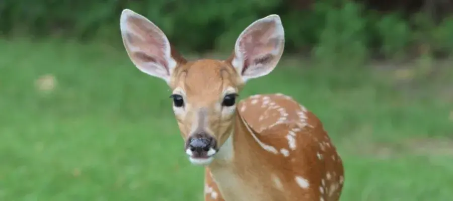 An image of deer