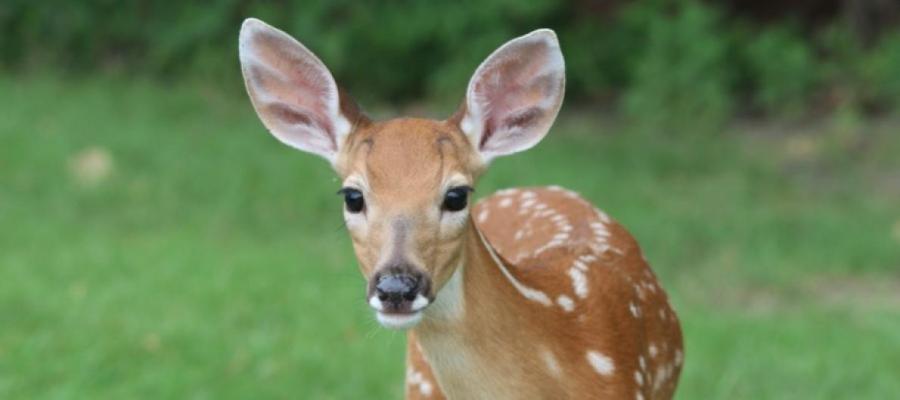 An image of deer