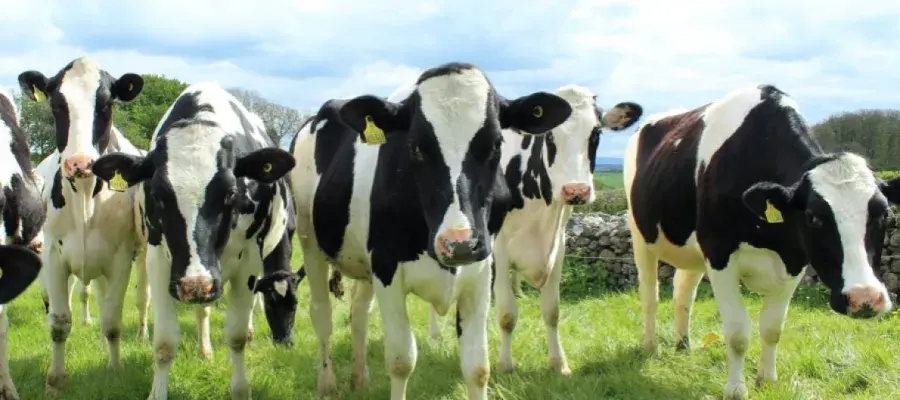 A picture of a herd of cattles