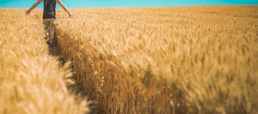 A man walking in the wheat farm