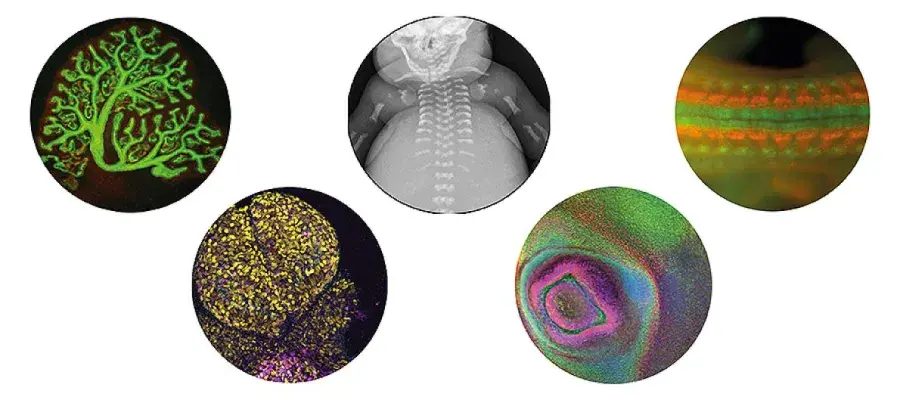A set of photos of mouse genetics
