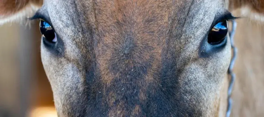 A close-up photo of a cattle