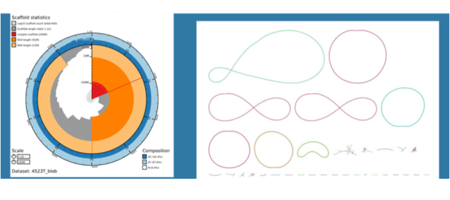 Genome Assebbly using Oxford Nanopore Sequencing