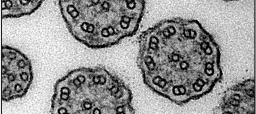 Cilia axonemes