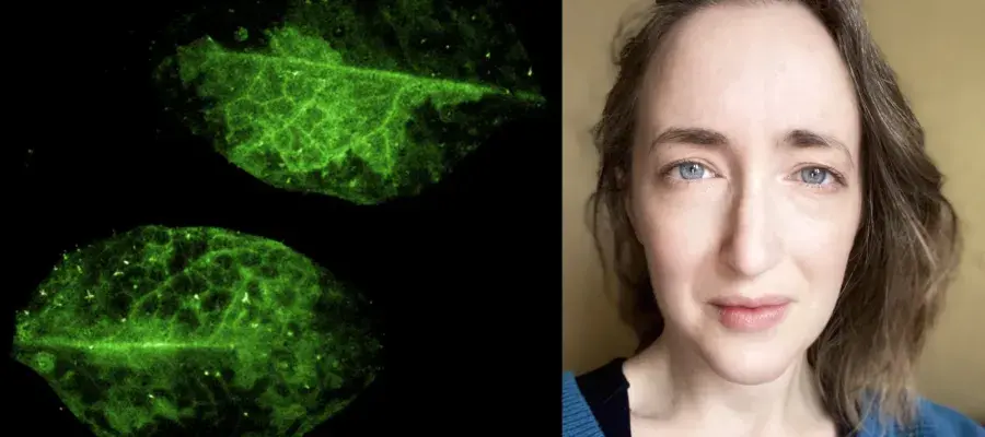 (Left) Calcium signalling in a harvested Arabidopsis plant shown by a GFP reporter, (Right) Lindsay Williams