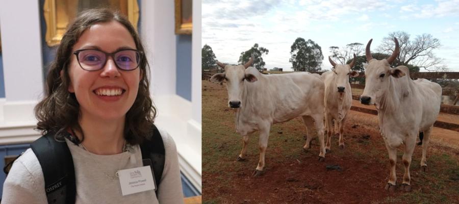 Jess Powell and African Cattle