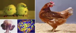 Collage photographs of chickens