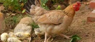 A chicken followed by 5 small chicks