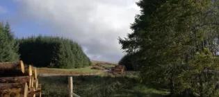 an image of forest and lake