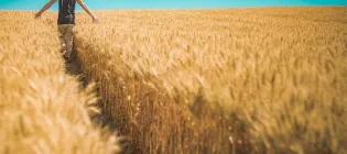 A man walking in the wheat farm