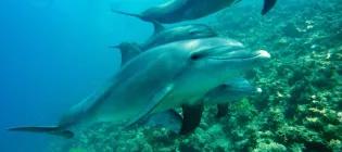 Dolphin