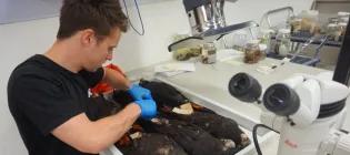 Kyle sampling rhino horn