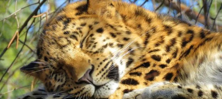 An image of a leopard 