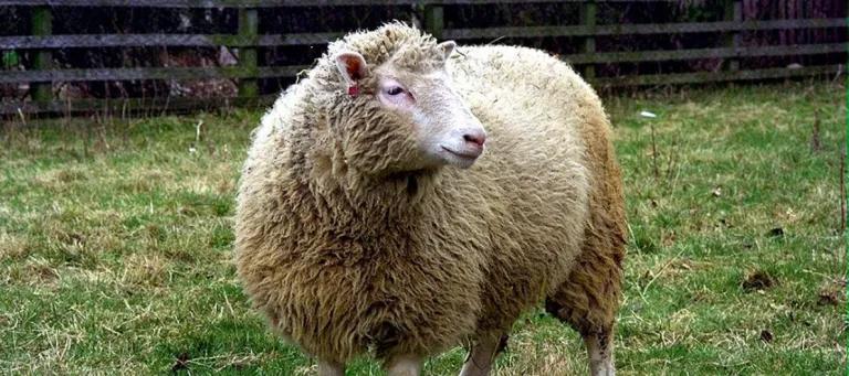 An image of dolly