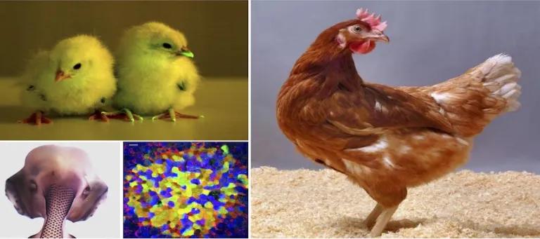 Collage photographs of chickens