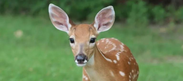 An image of deer