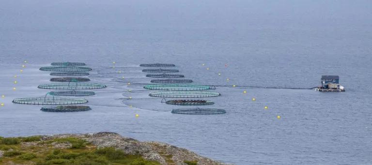 Fish farming image
