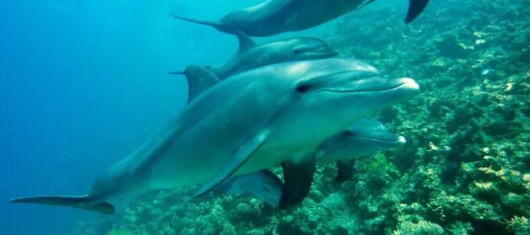 Dolphin