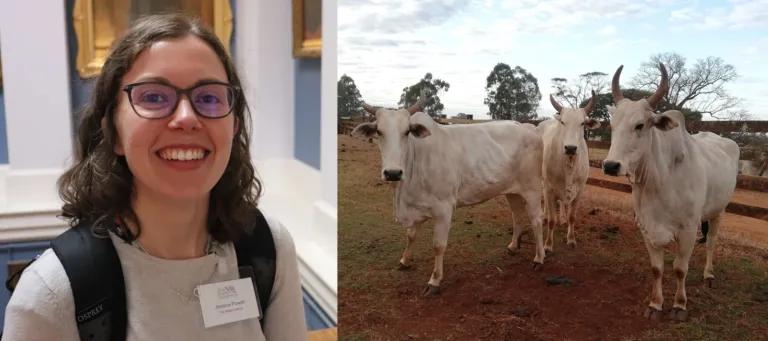 Jess Powell and African Cattle