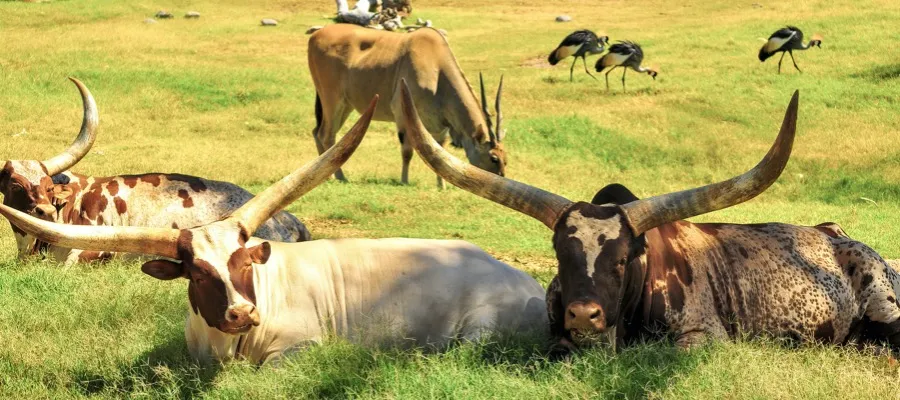 African cattle