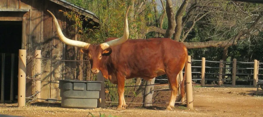 Ankole Cattle