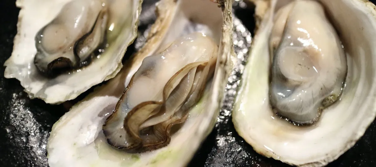 Oysters