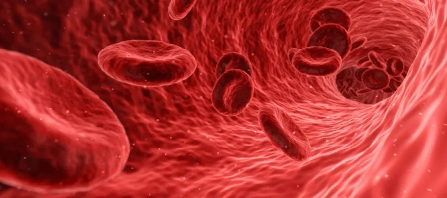 Red Blood cells