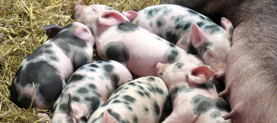 piglets