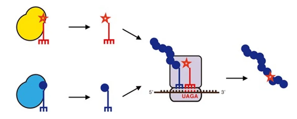 Using a quadruplet codon to expand the genetic code of an animal