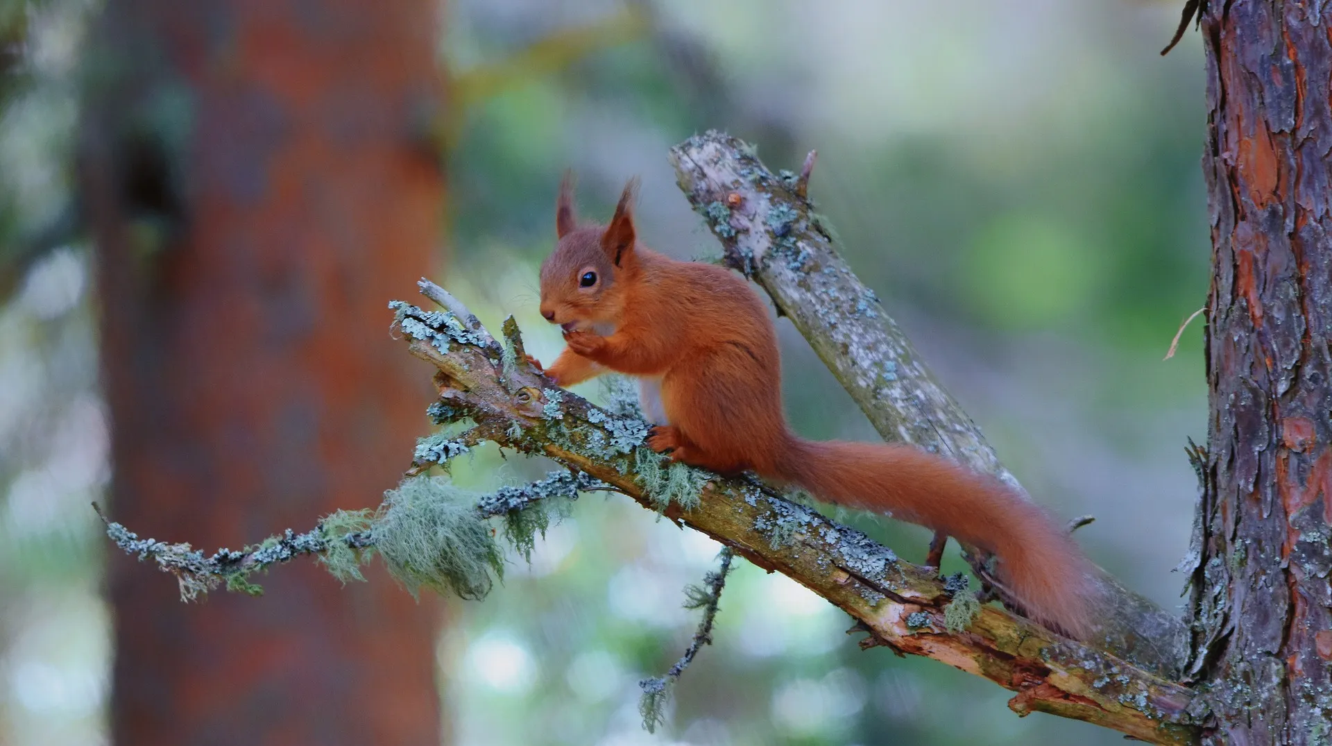 red squirrel