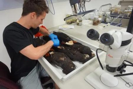 Kyle sampling red-tailed black cockatoos