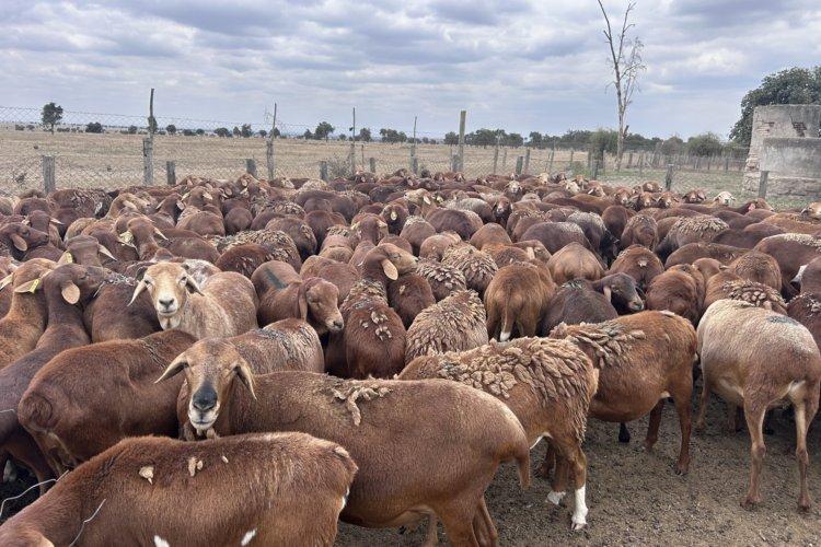 Red Massai sheep