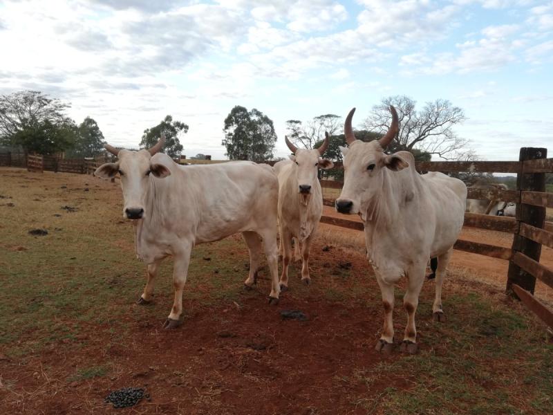 African cattle