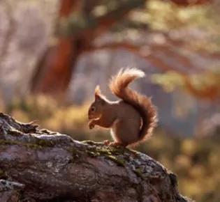 Red Squirrel