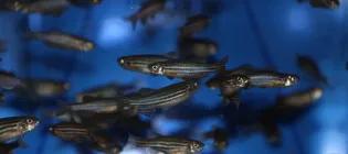 Bioresearch & Veterinary Services/zebrafish