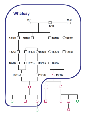 Whalsay pedigree