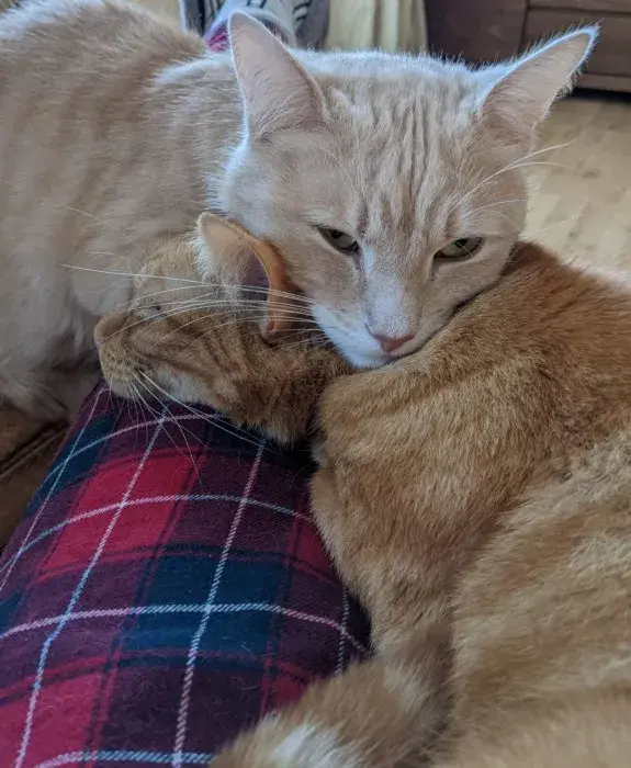 Amy Findlay's cats