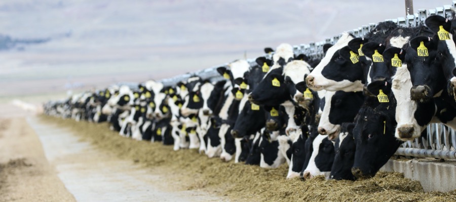 Stakeholder study seeks to map future of UK livestock
